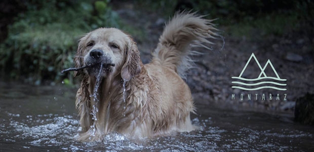 EL NOBLE ARTE DE BAÑAR PERROS