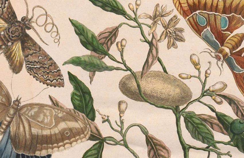 La metamorfosis ilustrada de Maria Sibylla Merian